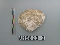 藏品(大蜆)的圖片